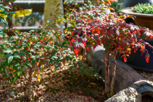 Nandina Domestica 'Obsession'